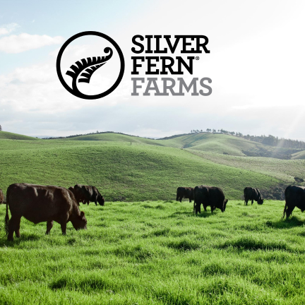 Silver Fern Farms logo superimposed over several steers grazing on a grassy New Zealand pasture under a hazy sky. 